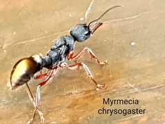 Myrmecia chrysogaster