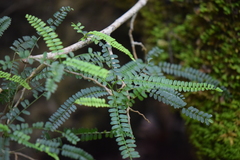 Zanthoxylum foliolosum