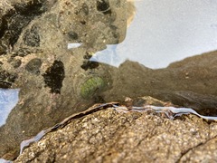 Chitonoidea