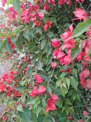 Bougainvillea