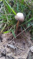 Panaeolus papilionaceus