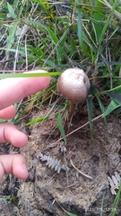 Panaeolus papilionaceus