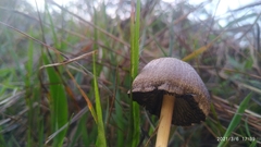 Panaeolus papilionaceus