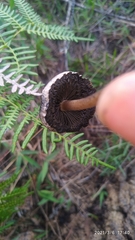 Panaeolus papilionaceus