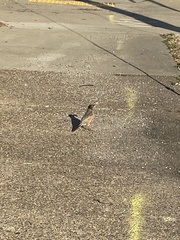 Turdus migratorius