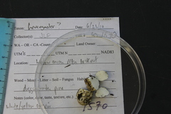 Leucogaster citrinus