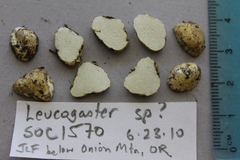 Leucogaster citrinus