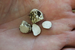 Leucogaster citrinus