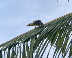Oriolus chinensis