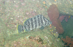 Dermatolepis dermatolepis