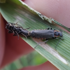 Cantharis instabilis