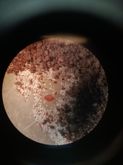 Isolepis sepulcralis