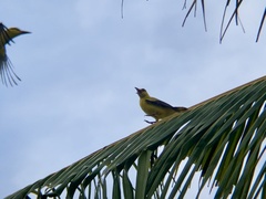 Oriolus chinensis