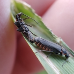 Cantharis instabilis
