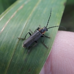 Cantharis instabilis