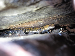 Plethodon petraeus