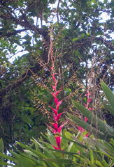 Vriesea philippocoburgi