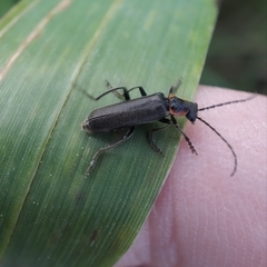 Cantharis instabilis