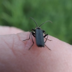 Cantharis instabilis