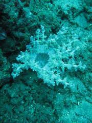 Actinodendron alcyonoideum