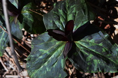 Trillium kurabayashii