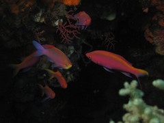 Mirolabrichthys tuka