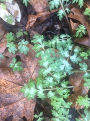 Hydrophyllum brownei