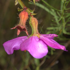 Rhexia mariana ventricosa