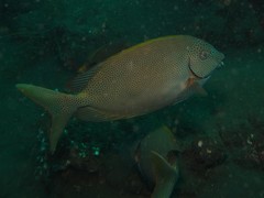 Siganus punctatus
