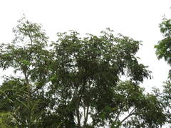 Albizia inundata