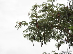 Albizia inundata