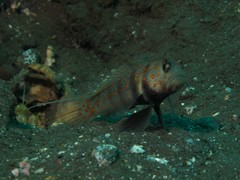 Amblyeleotris guttata