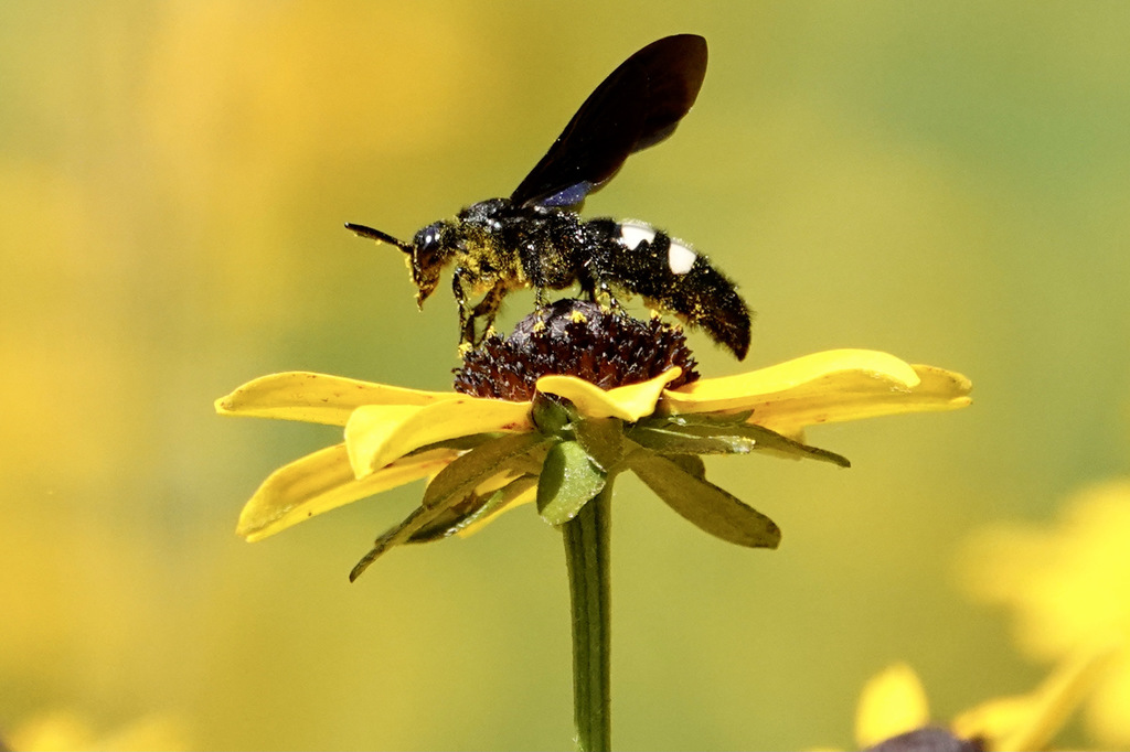 Double-banded Scoliid Wasp
