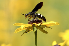 Double-banded Scoliid Wasp