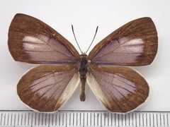 Artopoetes pryeri
