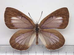 Artopoetes pryeri