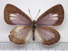 Artopoetes pryeri