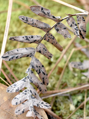 Cryptomycina pteridis