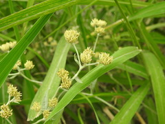 Achyrocline saturejoides