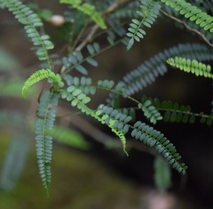 Zanthoxylum foliolosum