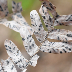 Cryptomycina pteridis