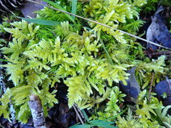 Homalothecium megaptilum