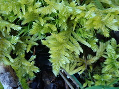 Homalothecium megaptilum