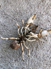 Procambarus steigmani