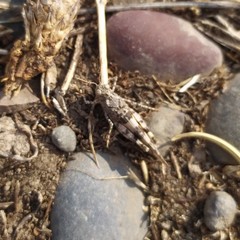 Trimerotropis ochraceipennis