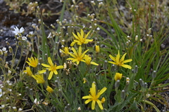 Crepis atribarba
