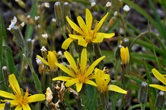 Crepis atribarba