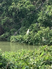 Egretta garzetta