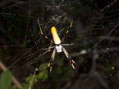 Trichonephila clavipes image