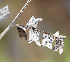 Cryptomycina pteridis